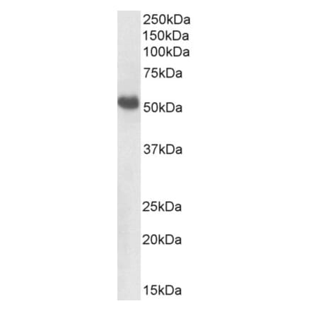 Western Blot - Anti-BMP7 Antibody (A82589) - Antibodies.com