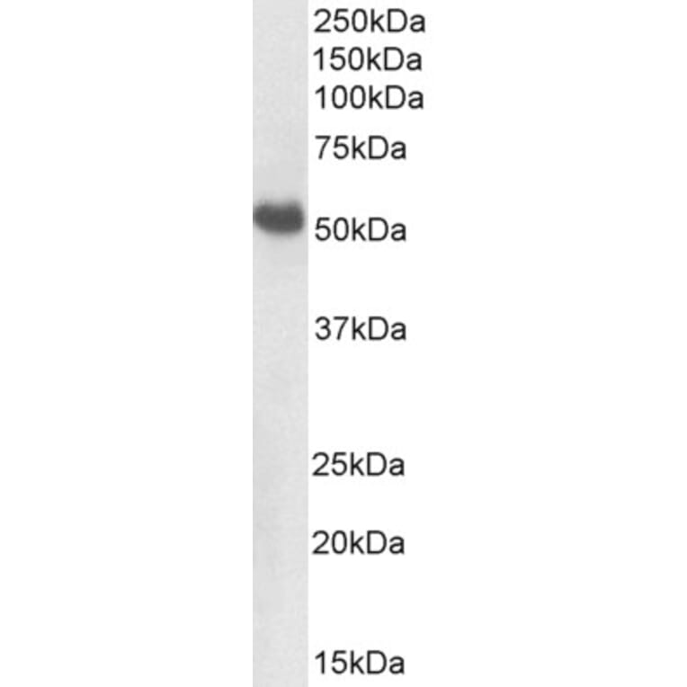 Western Blot - Anti-BMP7 Antibody (A82589) - Antibodies.com