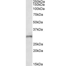 Western Blot - Anti-FGF14 Antibody (A82593) - Antibodies.com