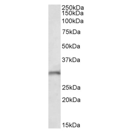 Western Blot - Anti-FGF14 Antibody (A82593) - Antibodies.com