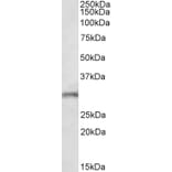 Western Blot - Anti-FGF14 Antibody (A82593) - Antibodies.com