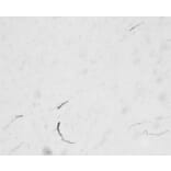 Immunohistochemistry - Anti-FGF14 Antibody (A82593) - Antibodies.com