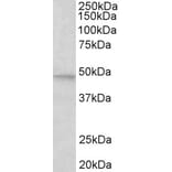 Western Blot - Anti-JNK2 beta Antibody (A82595) - Antibodies.com