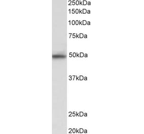 Western Blot - Anti-JNK2 alpha Antibody (A82597) - Antibodies.com