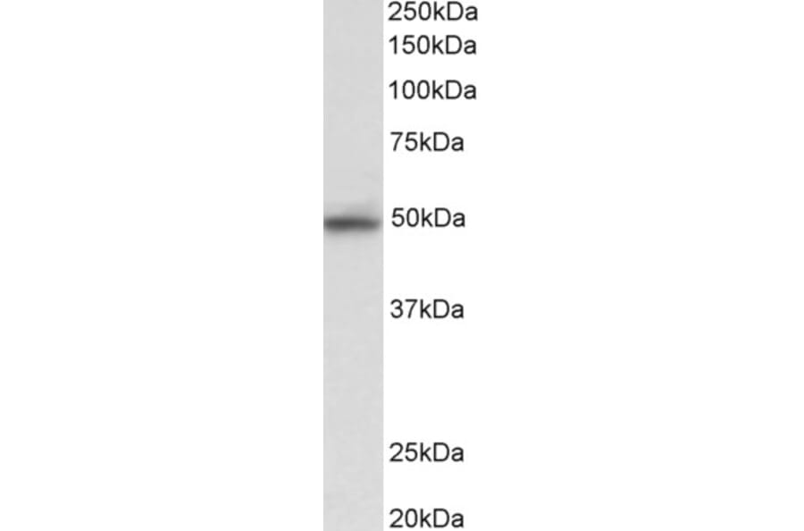 Western Blot - Anti-JNK2 alpha Antibody (A82597) - Antibodies.com