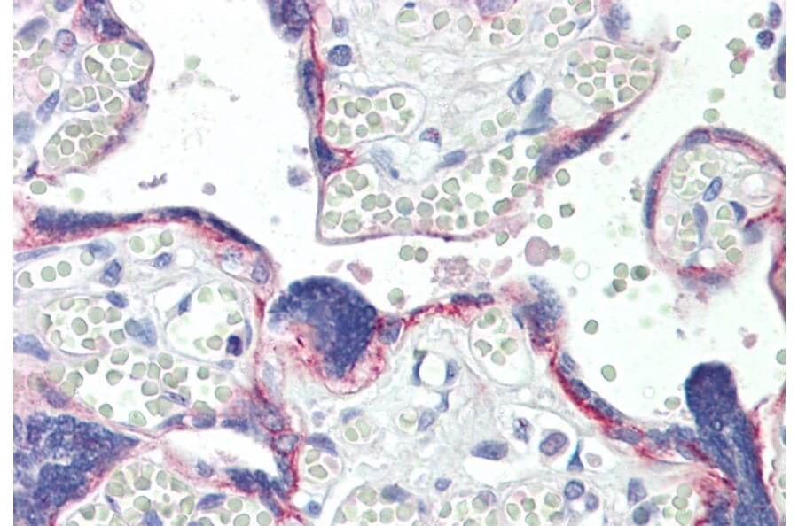 Immunohistochemistry - Anti-BOD1 Antibody (A82598) - Antibodies.com