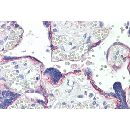 Immunohistochemistry - Anti-BOD1 Antibody (A82598) - Antibodies.com