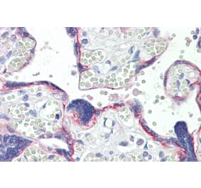 Immunohistochemistry - Anti-BOD1 Antibody (A82598) - Antibodies.com