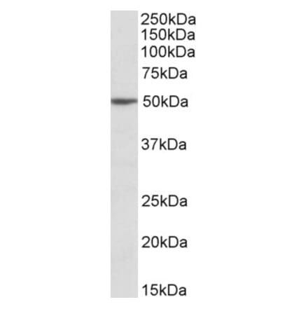 Western Blot - Anti-MON1A Antibody (A82601) - Antibodies.com