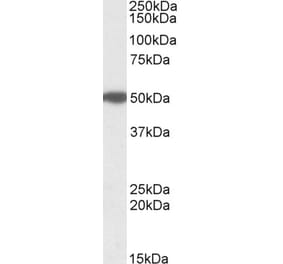 Western Blot - Anti-MON1A Antibody (A82602) - Antibodies.com