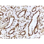 Immunohistochemistry - Anti-ILF3 Antibody (A82603) - Antibodies.com