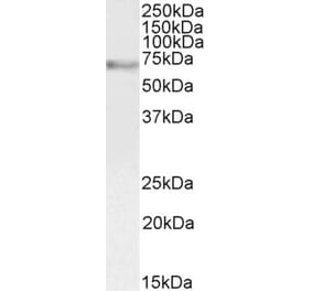 Western Blot - Anti-c-Myb Antibody (A82604) - Antibodies.com