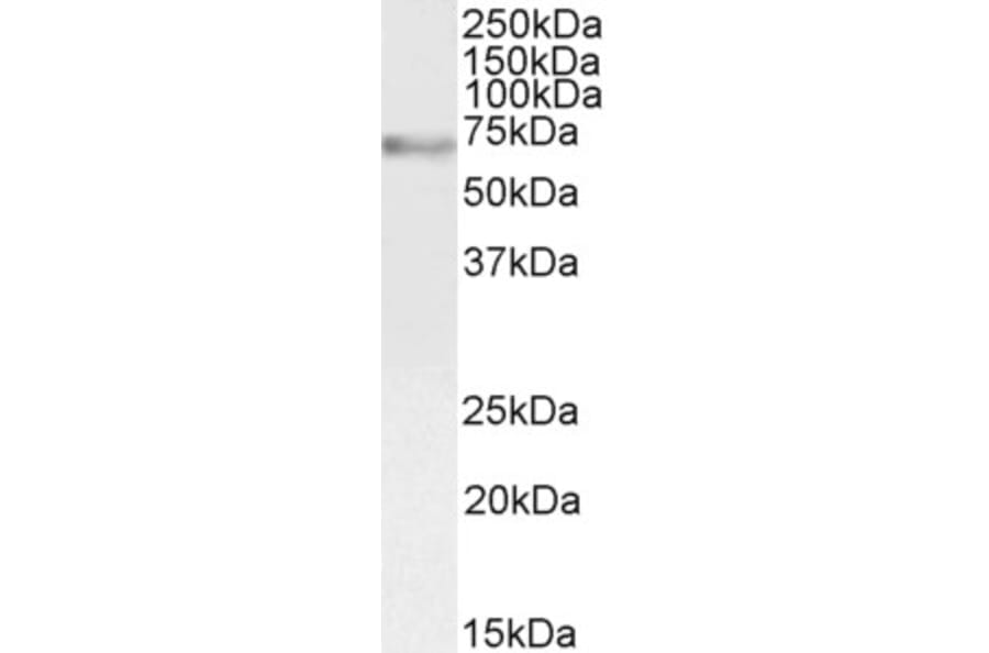 Western Blot - Anti-c-Myb Antibody (A82604) - Antibodies.com