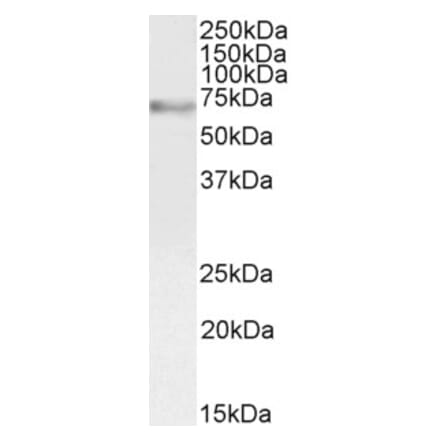 Western Blot - Anti-c-Myb Antibody (A82604) - Antibodies.com