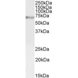 Western Blot - Anti-c-Myb Antibody (A82604) - Antibodies.com
