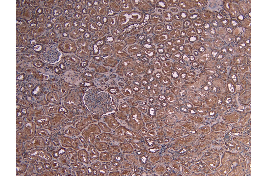 Immunohistochemistry - Anti-c-Myb Antibody (A82604) - Antibodies.com