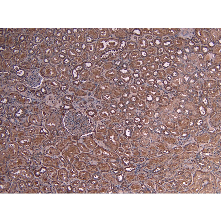 Immunohistochemistry - Anti-c-Myb Antibody (A82604) - Antibodies.com