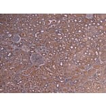 Immunohistochemistry - Anti-c-Myb Antibody (A82604) - Antibodies.com