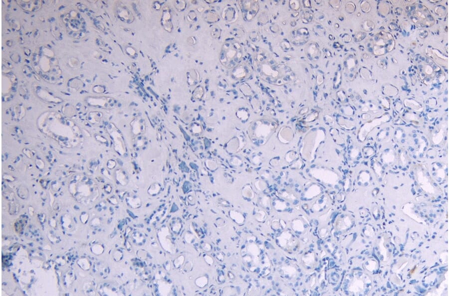 Immunohistochemistry - Anti-c-Myb Antibody (A82604) - Antibodies.com