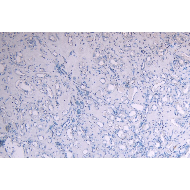 Immunohistochemistry - Anti-c-Myb Antibody (A82604) - Antibodies.com