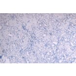 Immunohistochemistry - Anti-c-Myb Antibody (A82604) - Antibodies.com