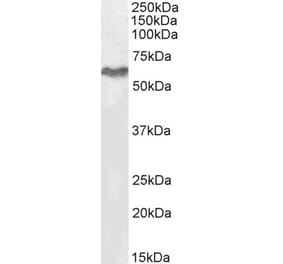 Western Blot - Anti-MURF2 Antibody (A82605) - Antibodies.com