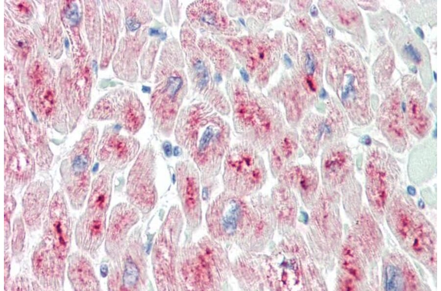 Immunohistochemistry - Anti-MURF2 Antibody (A82605) - Antibodies.com