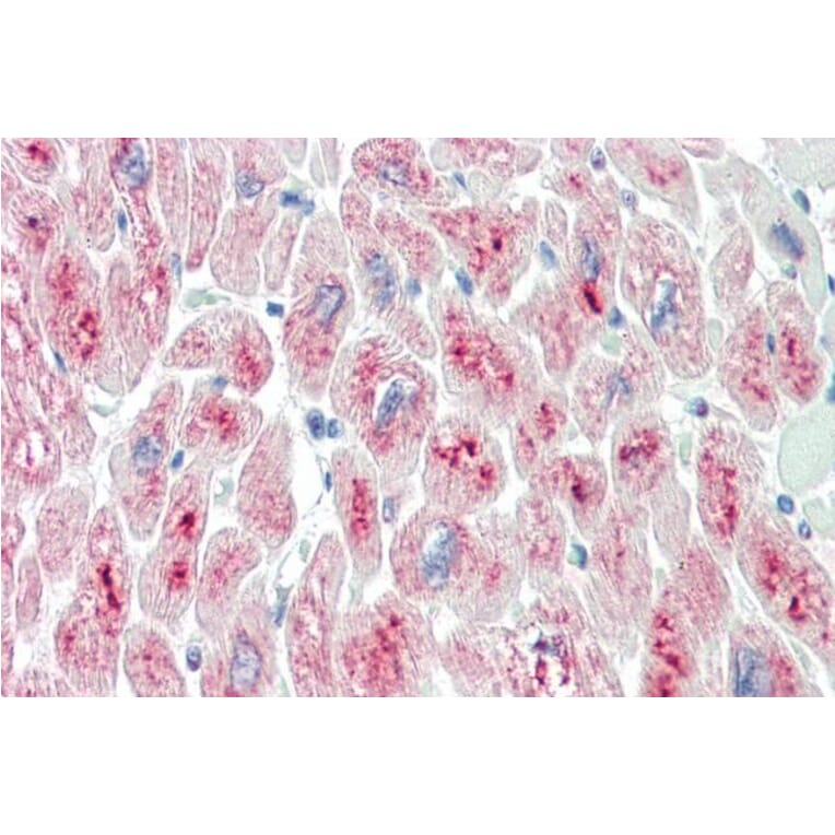 Immunohistochemistry - Anti-MURF2 Antibody (A82605) - Antibodies.com