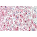 Immunohistochemistry - Anti-MURF2 Antibody (A82605) - Antibodies.com