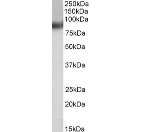 Western Blot - Anti-TRIM55 Antibody (A82605) - Antibodies.com