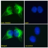 Immunofluorescence - Anti-MURF2 Antibody (A82605) - Antibodies.com