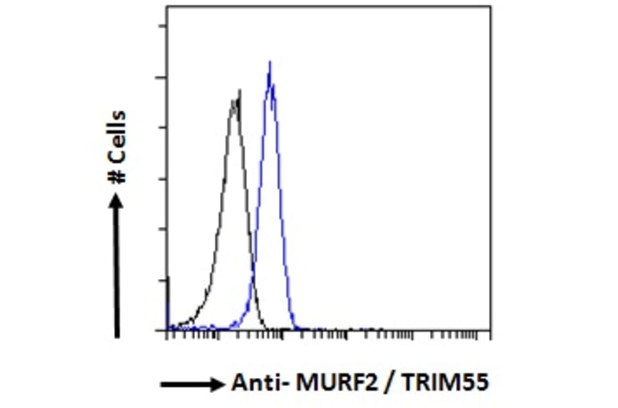 Flow Cytometry - Anti-MURF2 Antibody (A82605) - Antibodies.com
