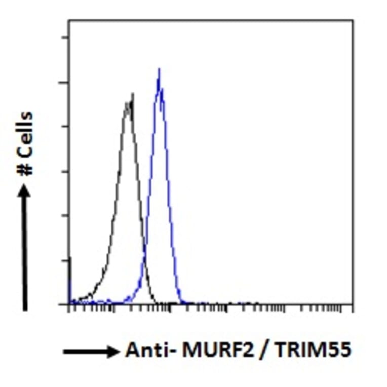 Flow Cytometry - Anti-MURF2 Antibody (A82605) - Antibodies.com
