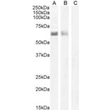 Western Blot - Anti-AIRE Antibody (A82607) - Antibodies.com