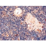 Immunohistochemistry - Anti-AIRE Antibody (A82607) - Antibodies.com