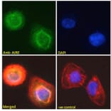 Immunofluorescence - Anti-AIRE Antibody (A82607) - Antibodies.com