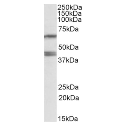 Western Blot - Anti-PON2 Antibody (A82608) - Antibodies.com