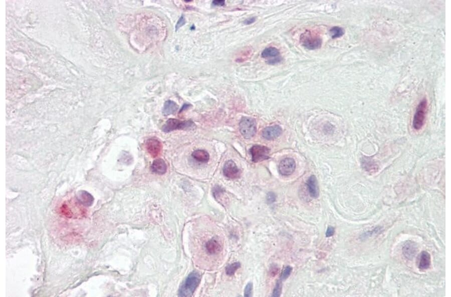 Immunohistochemistry - Anti-PON2 Antibody (A82608) - Antibodies.com