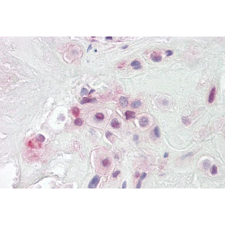 Immunohistochemistry - Anti-PON2 Antibody (A82608) - Antibodies.com