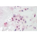 Immunohistochemistry - Anti-PON2 Antibody (A82608) - Antibodies.com