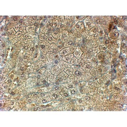 Immunohistochemistry - Anti-PON2 Antibody (A82609) - Antibodies.com