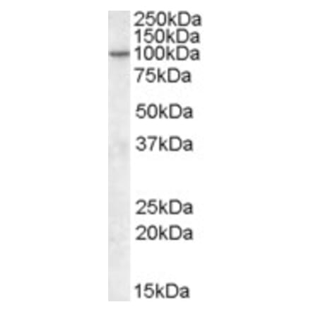 Western Blot - Anti-PIKE Antibody (A82612) - Antibodies.com