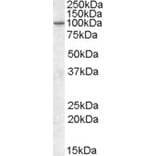 Western Blot - Anti-PIKE Antibody (A82612) - Antibodies.com