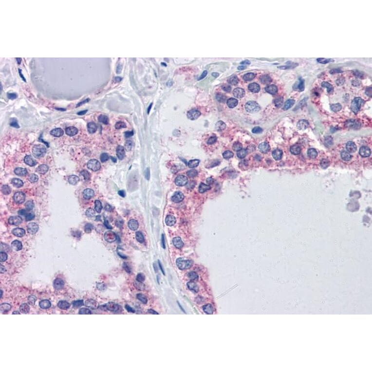 Immunohistochemistry - Anti-PIKE Antibody (A82612) - Antibodies.com