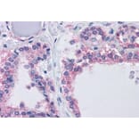 Immunohistochemistry - Anti-PIKE Antibody (A82612) - Antibodies.com