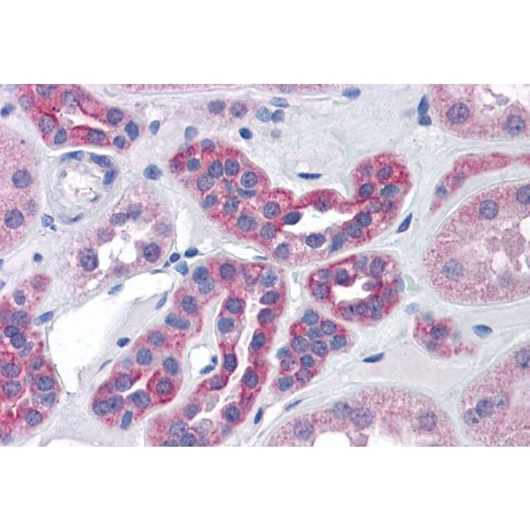 Immunohistochemistry - Anti-PIKE Antibody (A82612) - Antibodies.com