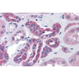 Immunohistochemistry - Anti-PIKE Antibody (A82612) - Antibodies.com