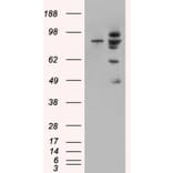 Western Blot - Anti-MDM2 Antibody (A82614) - Antibodies.com