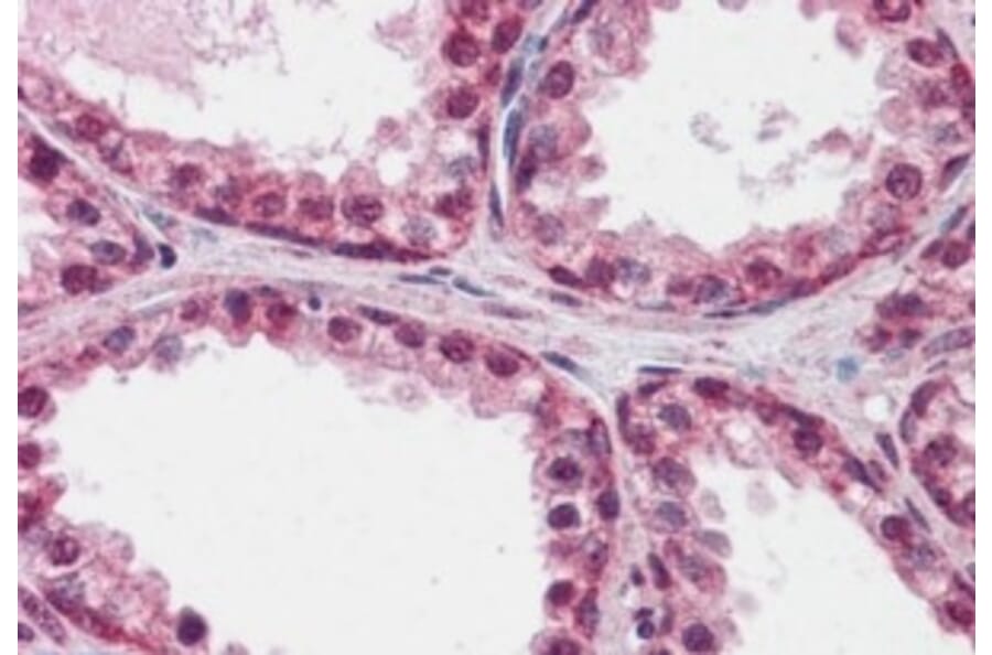 Immunohistochemistry - Anti-FOXP2 Antibody (A82615) - Antibodies.com