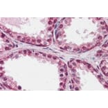 Immunohistochemistry - Anti-FOXP2 Antibody (A82615) - Antibodies.com